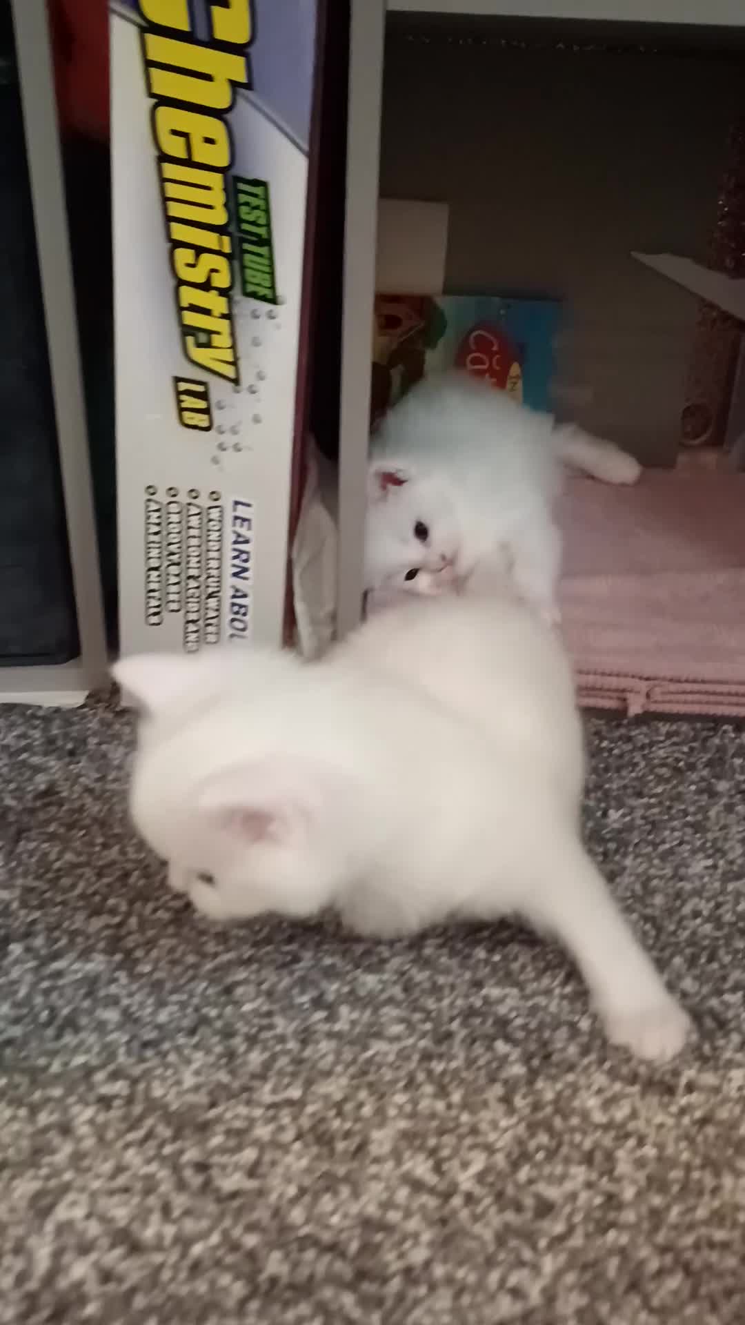 Maine Coon cats for sale: Stunning White Maine Coon kittens  in Liverpool - Video 1