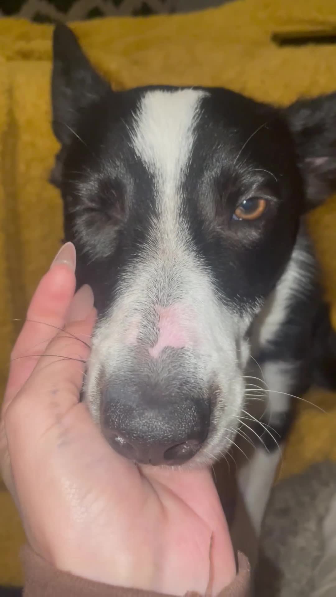 Border Collie dogs for sale: Border collie named Harley - Video 1