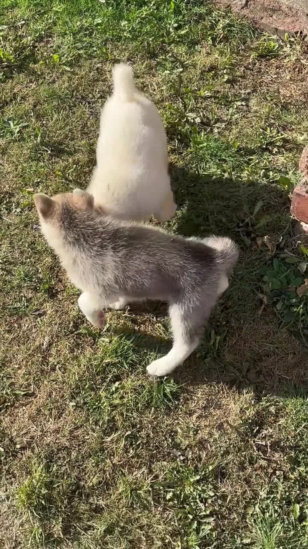 Utonagan dogs for sale: Husky x Alaskan malamute  - Video 3