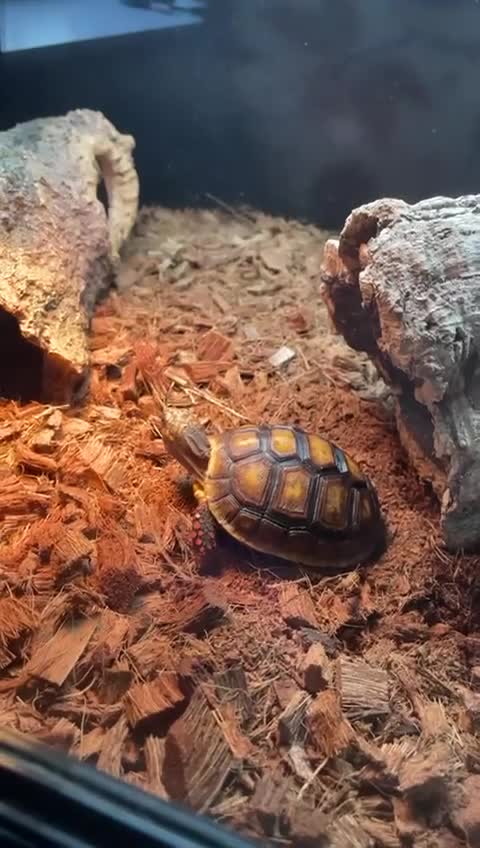 Tortoise reptiles for sale: Red Footed Tortoise for sale to a good home - Video 1