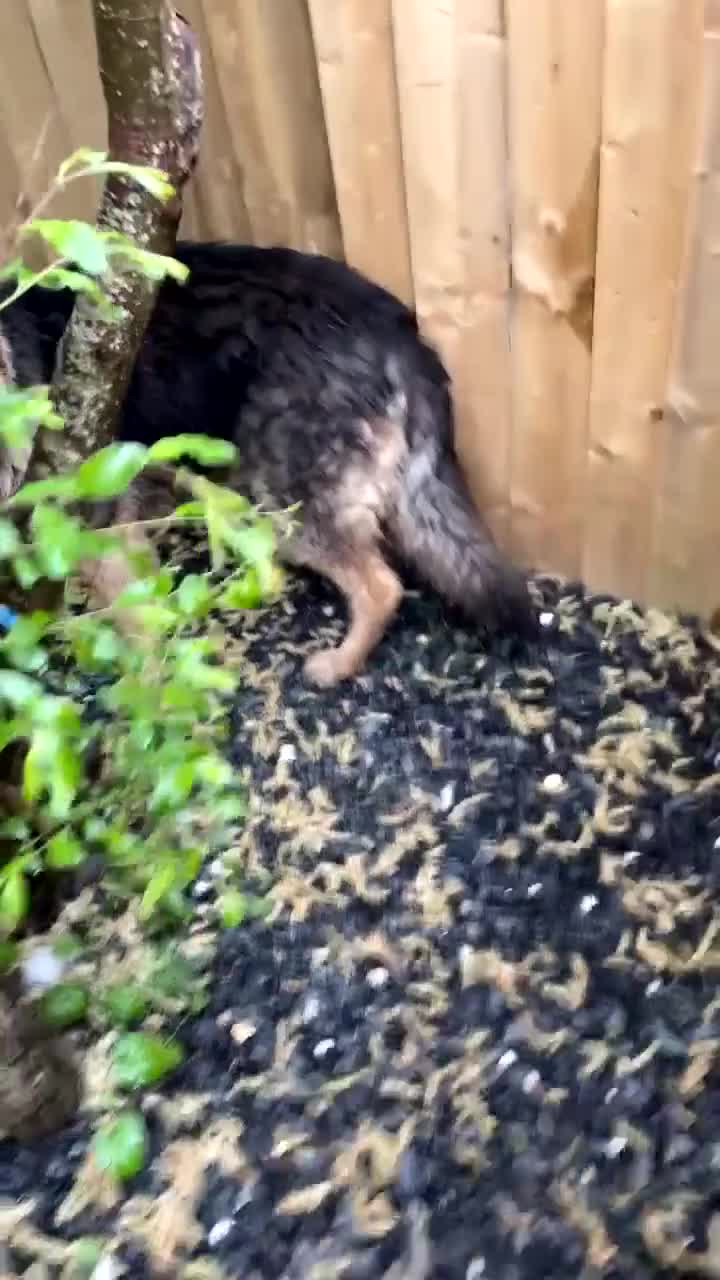 German Shepherd dogs for sale: German shepherd girl her name is velvet - Video 1
