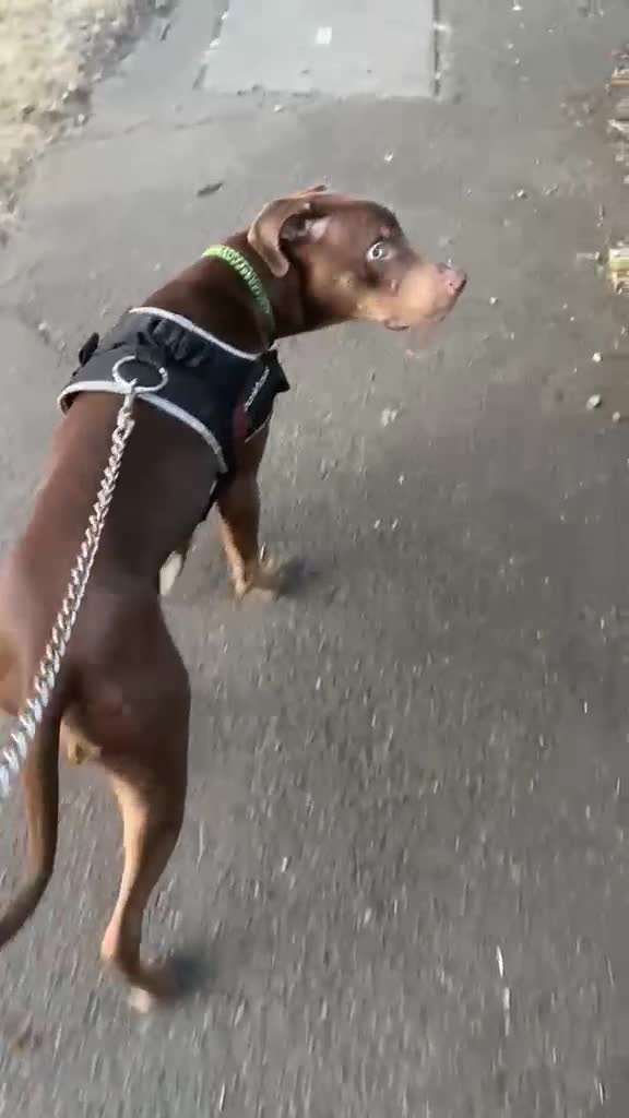 Mixed Breed dogs for sale: 9 month old doberman cross  - Video 1