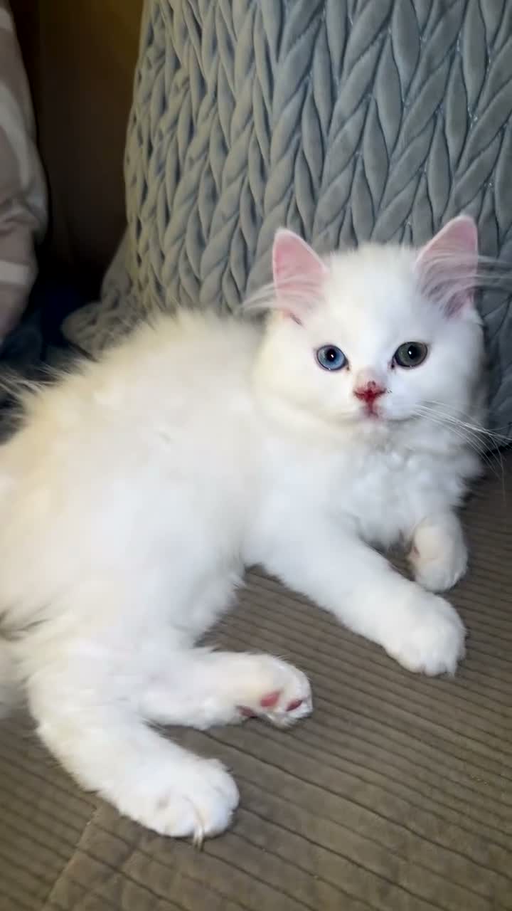 Persian cats for sale: Beautiful White Persian Kitten 12 Weeks Old  in Swansea - Video 1