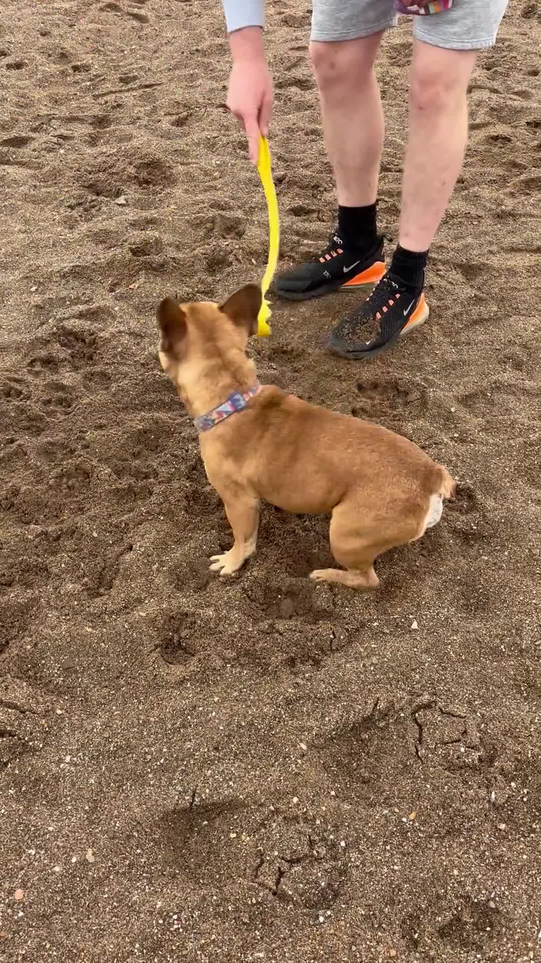 Mixed Breed dogs for sale: Dora  - Video 2