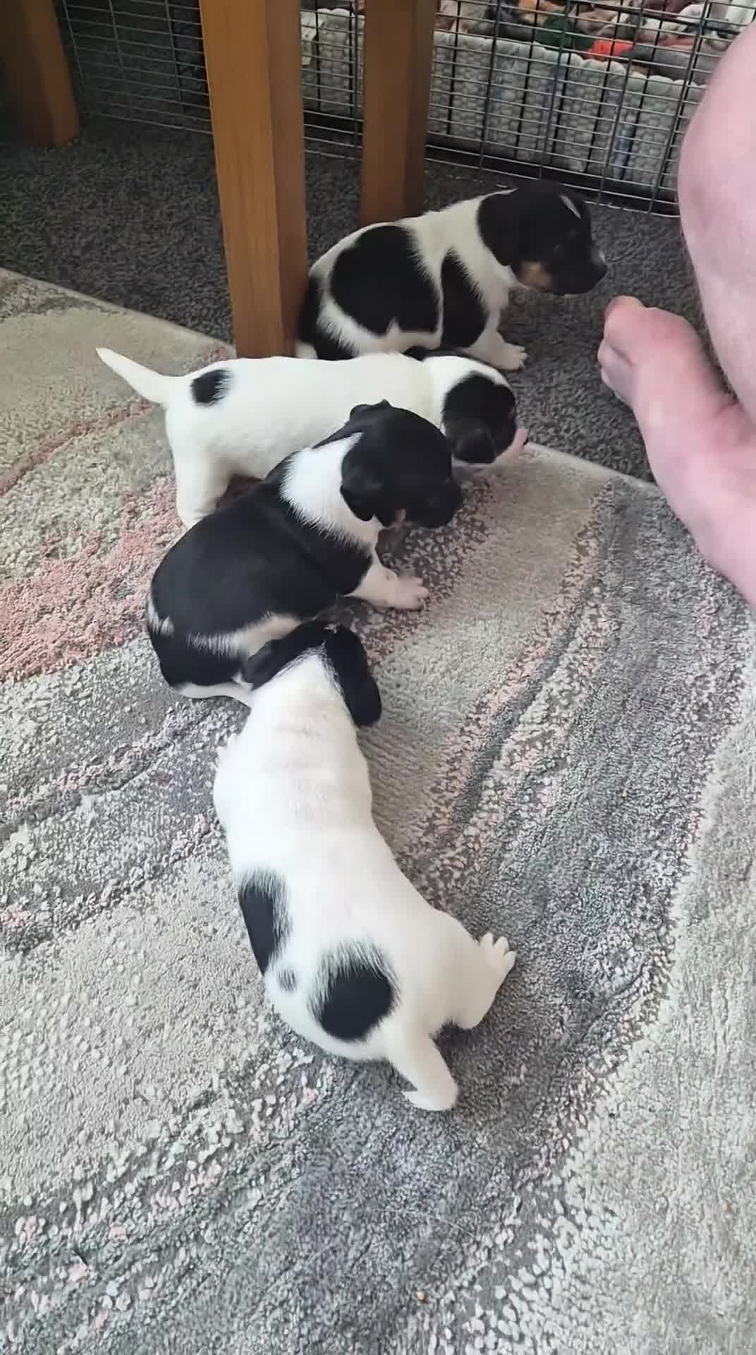 Jack Russell dogs for sale: 4 stunning male jack russell puppies  in Larkhall - Video 1