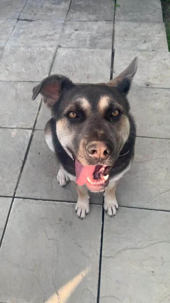 Mixed Breed dogs for sale: Cane Corps X German Shepherd  - Video 2