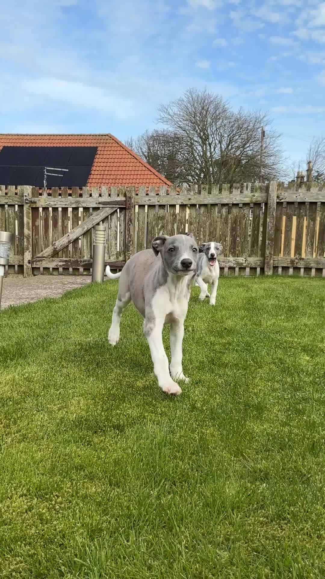 Whippet dogs for sale: KC BEAUTIFUL BOY - Video 1