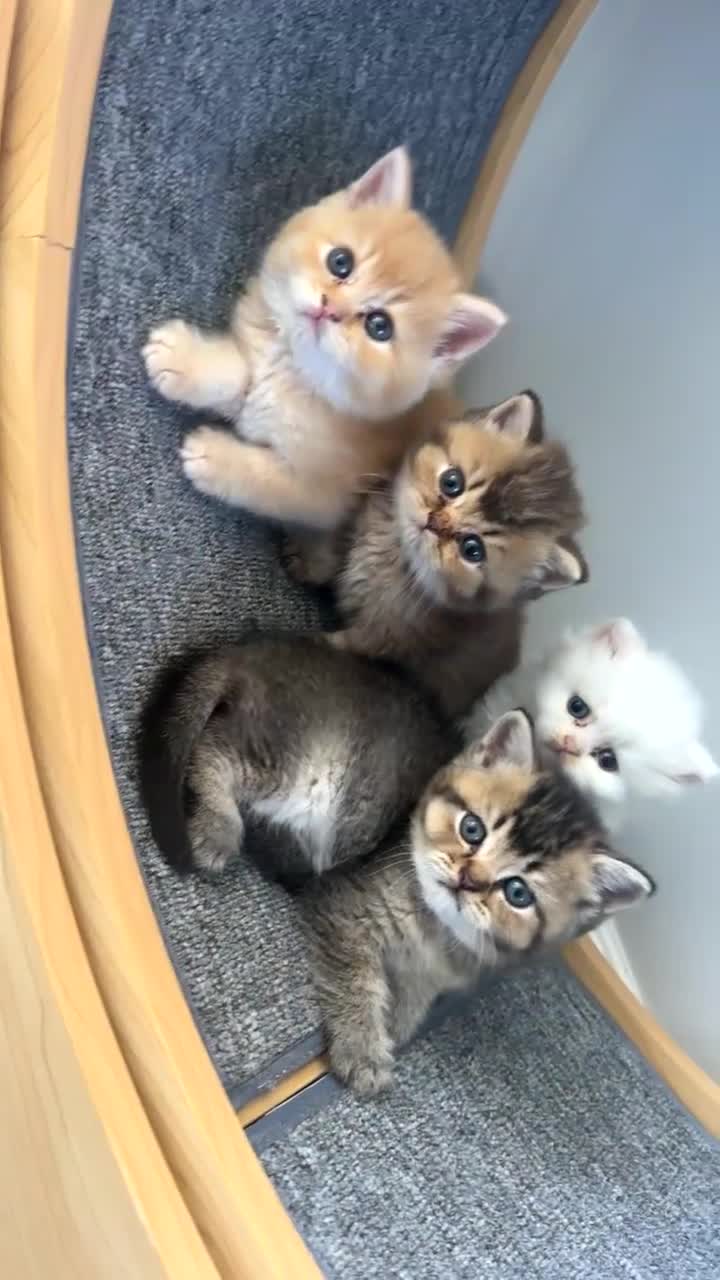 British Shorthair cats for sale: X5 Gorgeous British shorthair male kittens - Video 1
