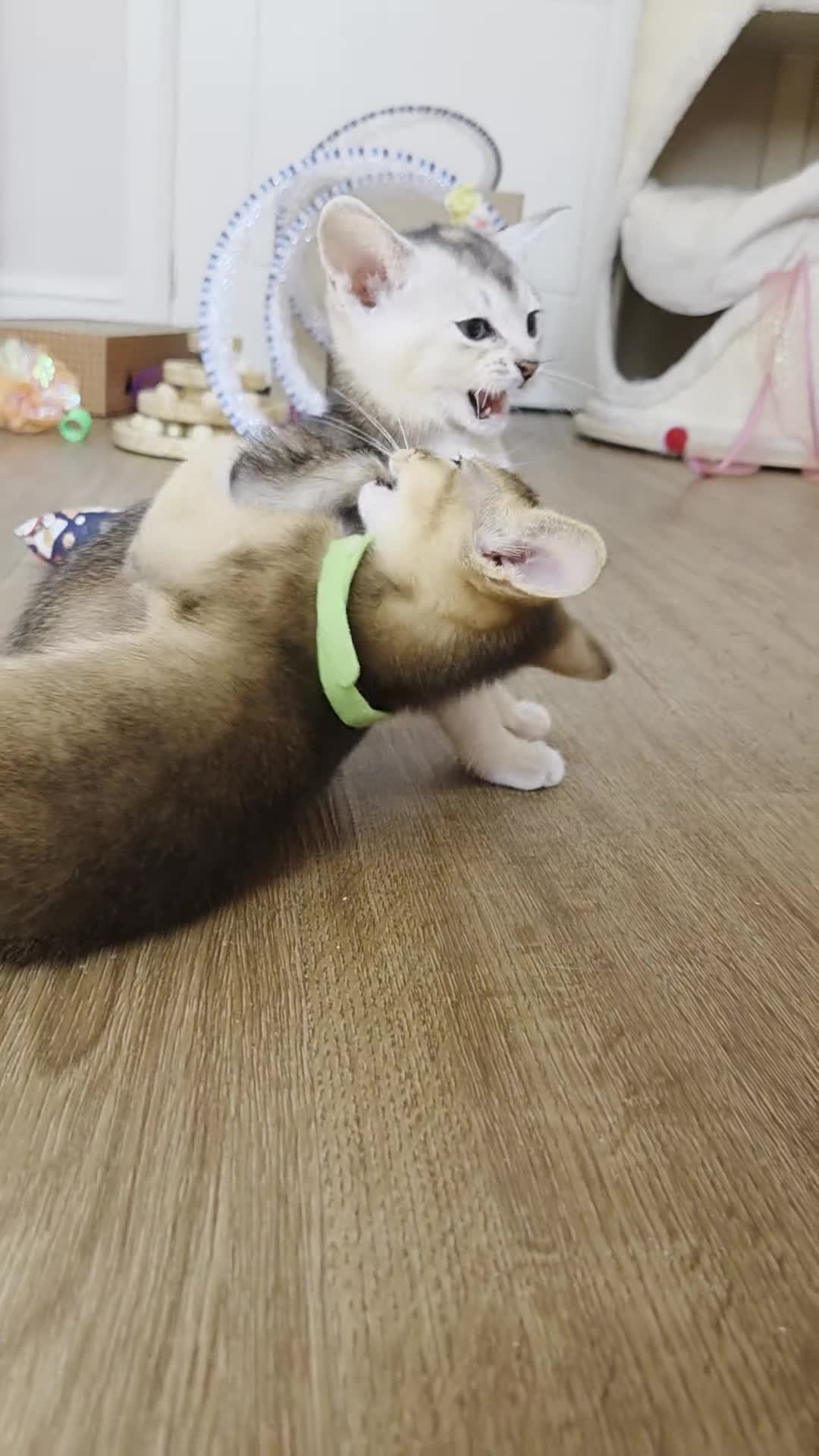 Abyssinian cats for sale: 🔥 TICA Registered Abyssinian Kittens - Video 1