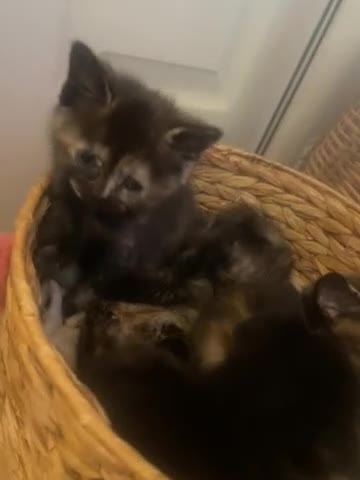 Ragdoll cats for sale: Beautiful Ragdoll × British Shorthair Kittens - Video 1