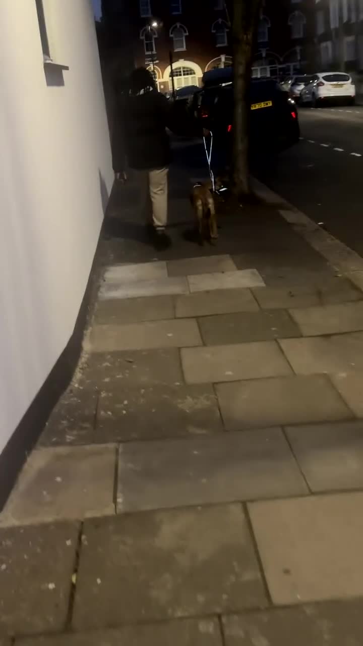 Belgian Shepherd Dog dogs for sale: Shadow the Belgian Malinois - Video 2