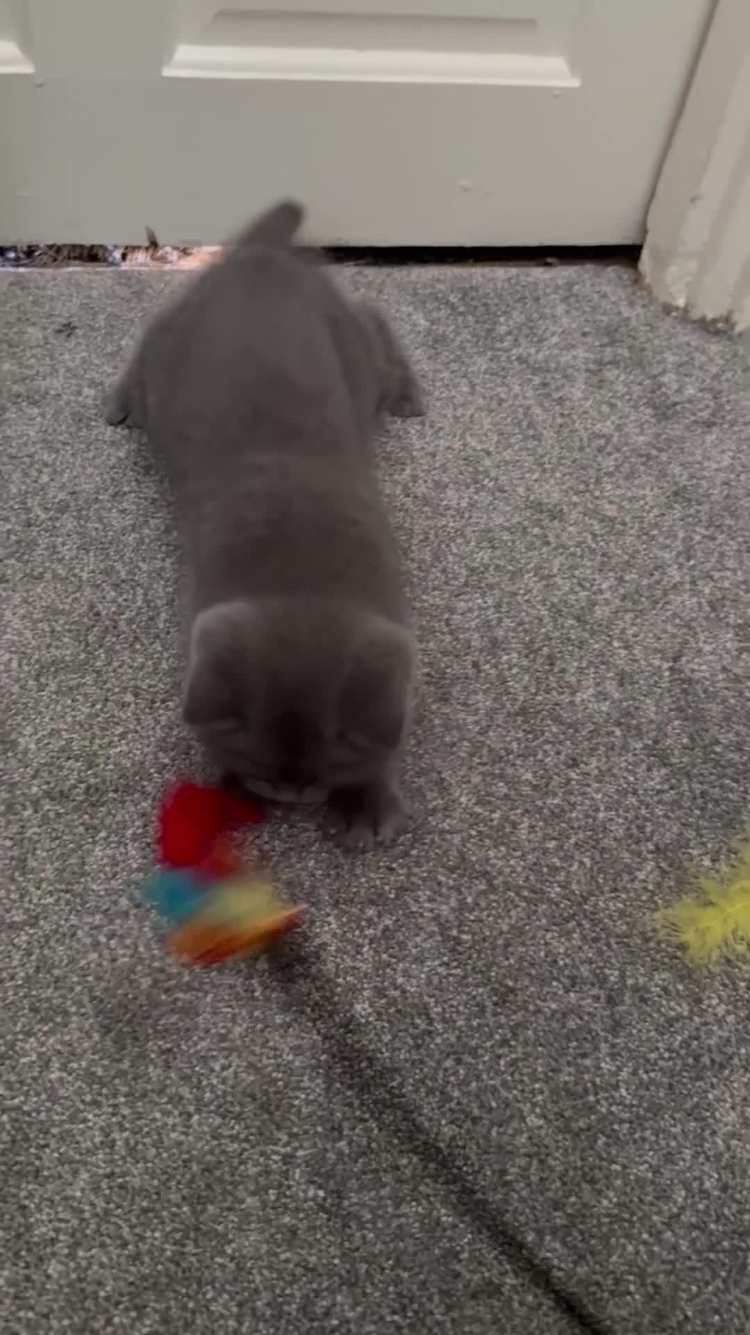 British Shorthair cats for sale: British Shorthair Kittens – Ready for Loving Homes - Video 2