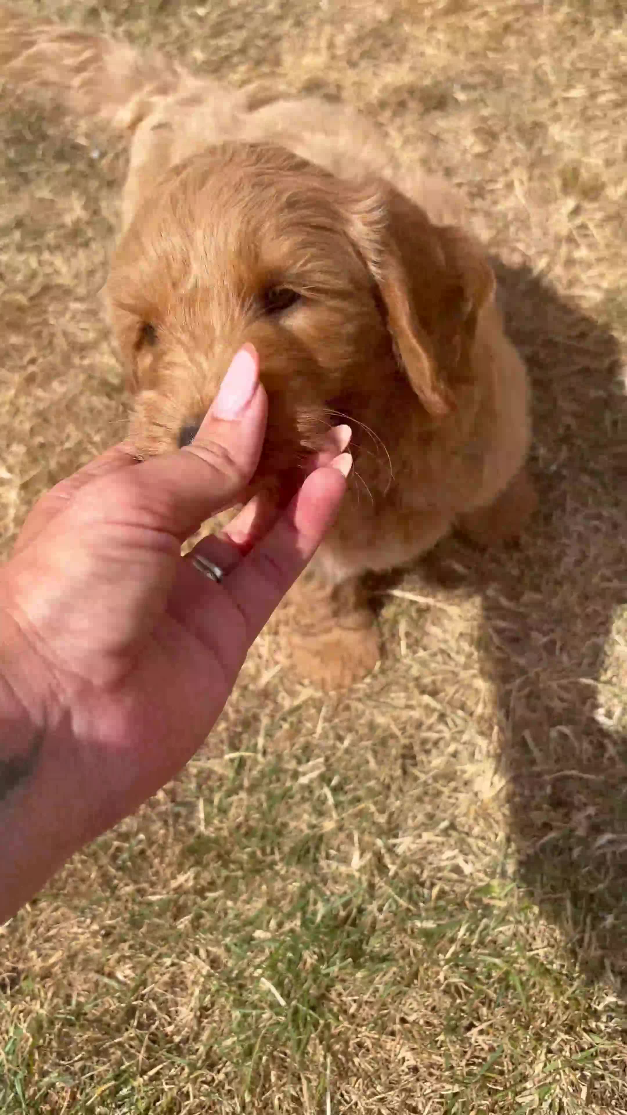 Mini Goldendoodle dogs for sale: F2 miniature goldendoodles - Video 1