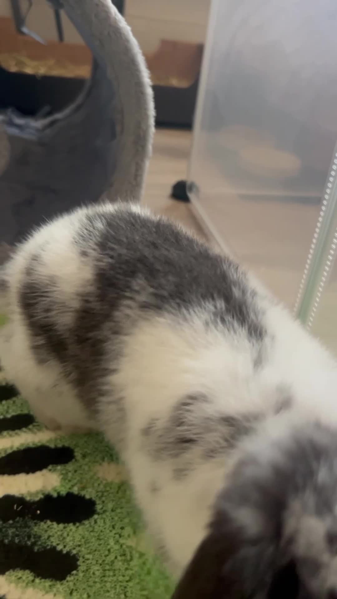 Mini Lop rabbits for sale: 9 Week Old Male Mini Lop  - Video 3