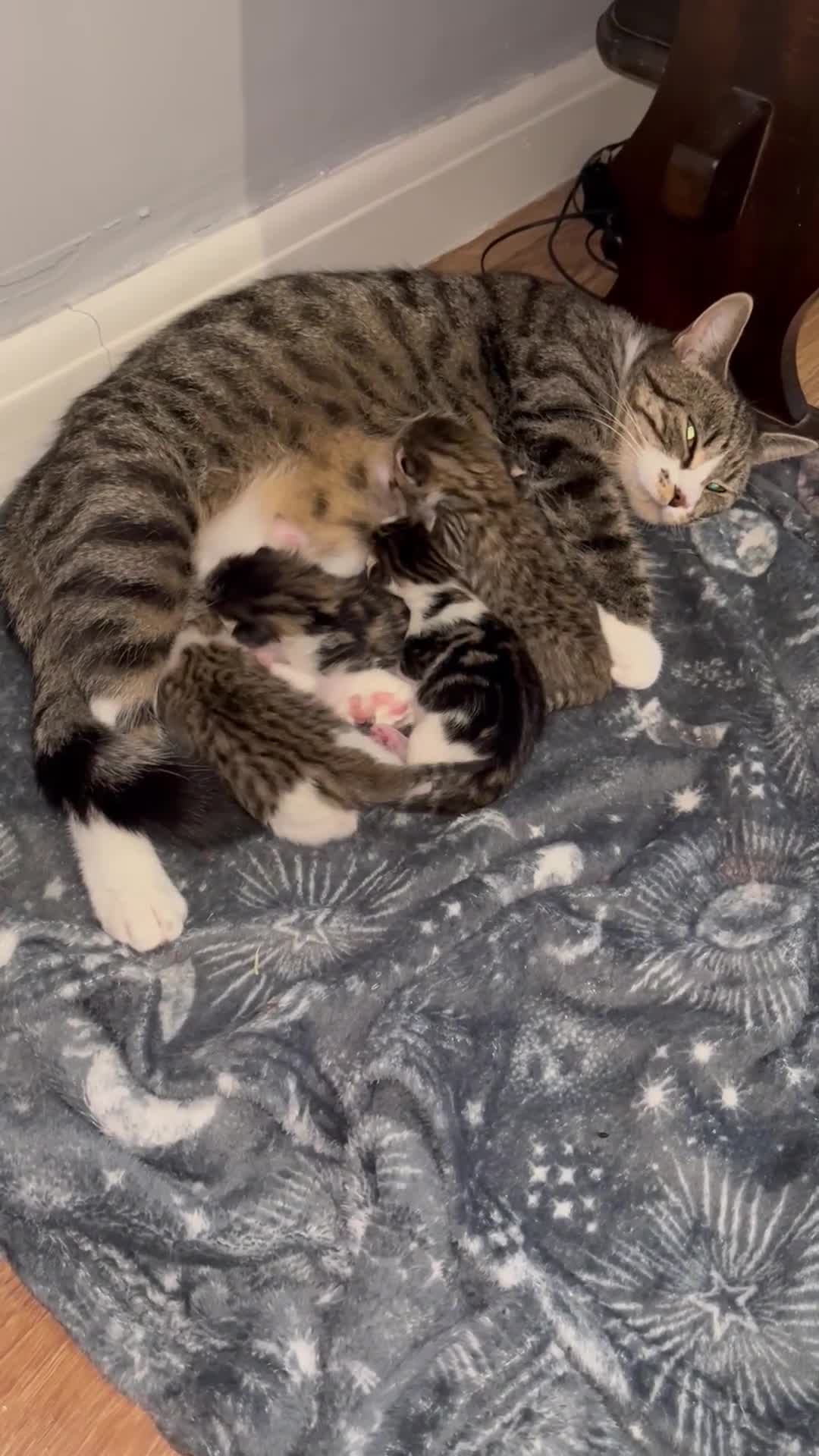 British Shorthair cats for sale: Kittens  - Video 1