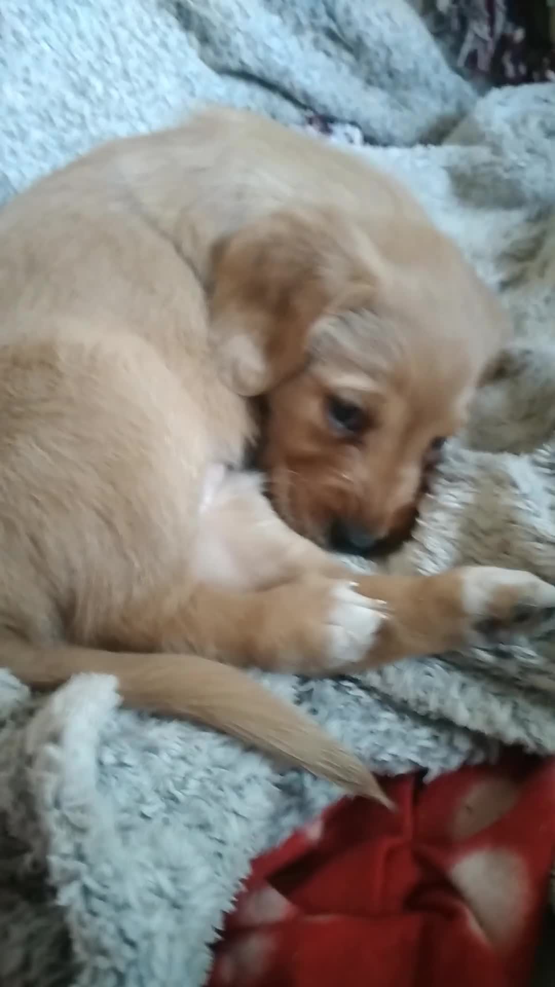 Labradoodle dogs for sale: Family Labradodles looking for a Family home 🏡  - Video 4