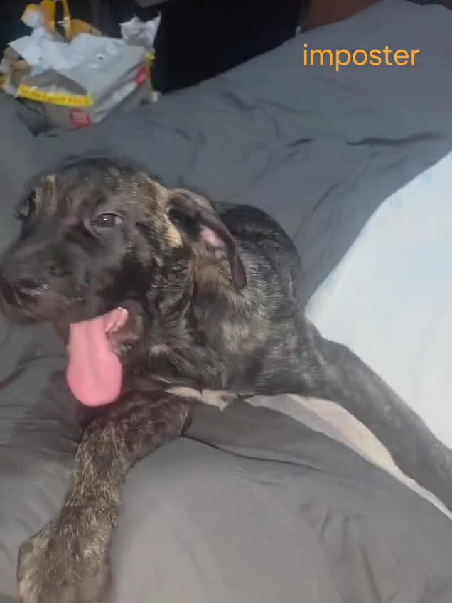 Mixed Breed dogs for sale: Pure Cane corso / pure presa canario puppies. - Video 1