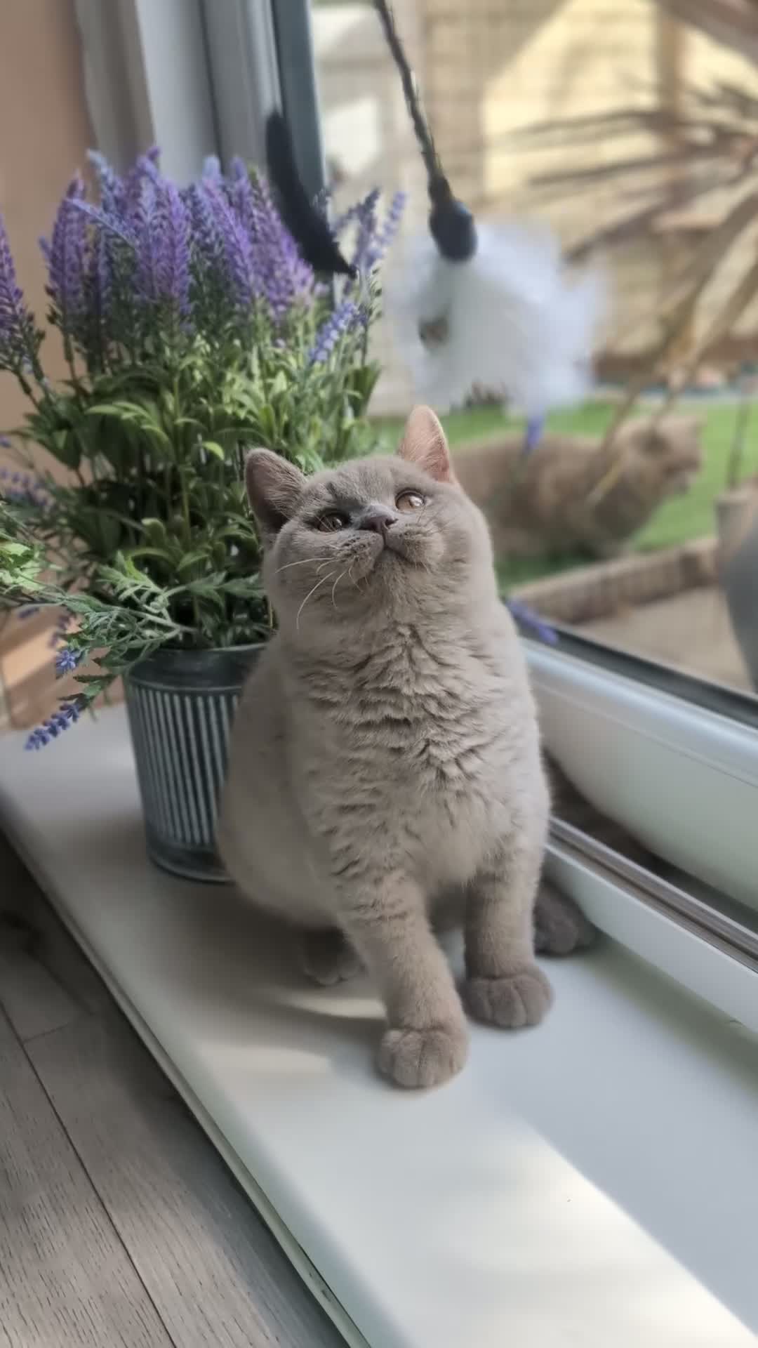 British Shorthair cats for sale: Gccf reg .Lilac British Shorthair  - Video 1