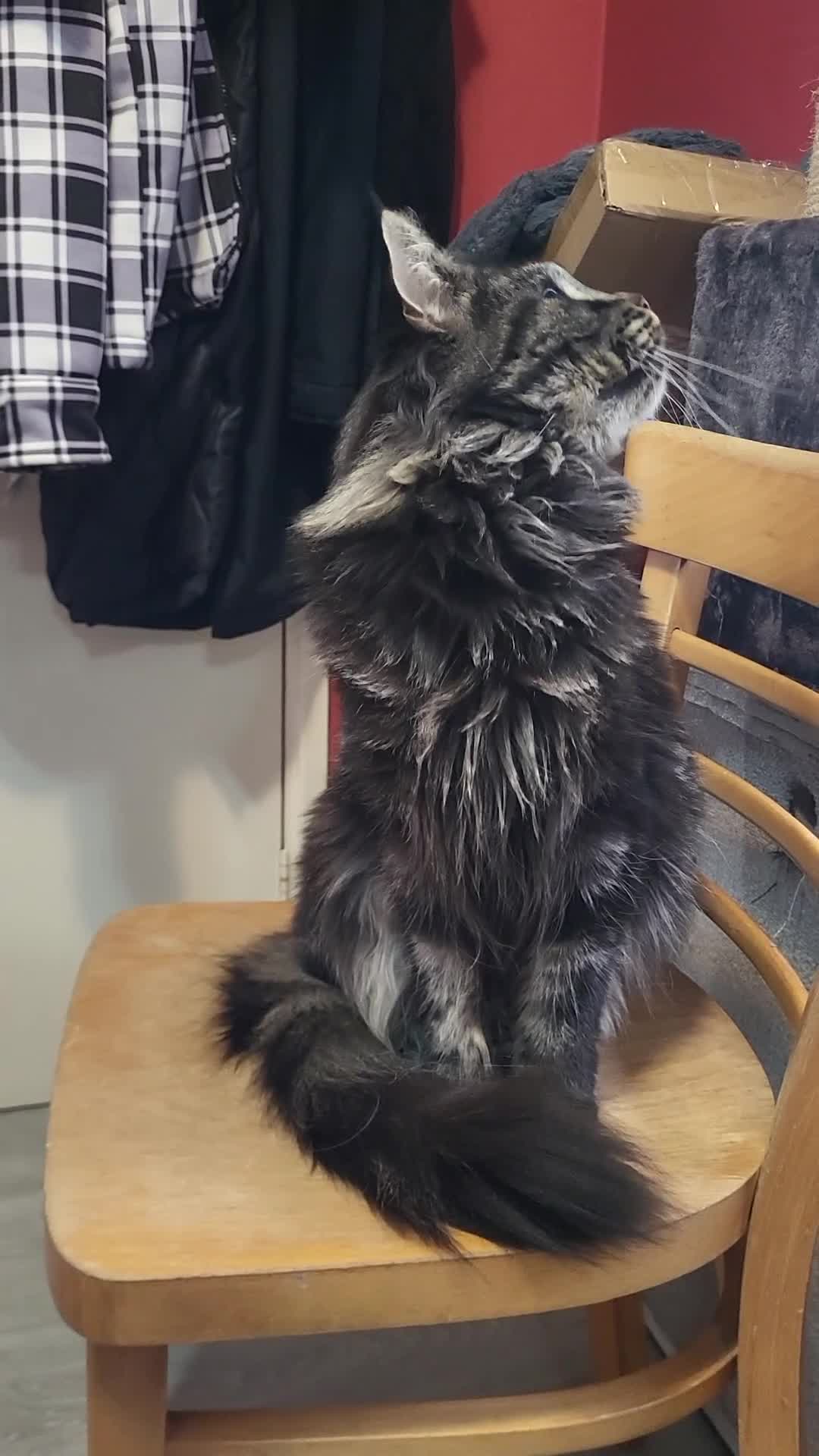 Maine Coon cats for sale: 🐾GCCF Retired Maine Coon Queen 🐾 - Video 1