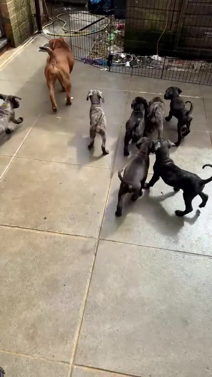 Cane Corso dogs for sale: Cane corso puppies - Video 1