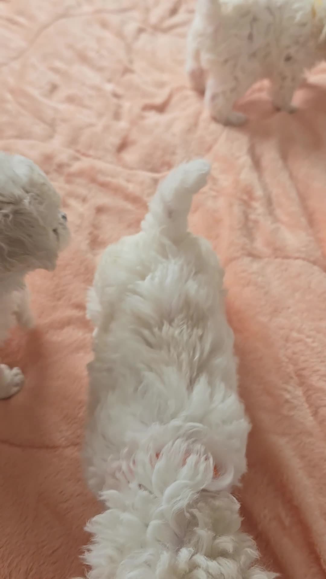 Bichon Frise dogs for sale: Stunning quality bichon-frise puppies ,ready to go - Video 1