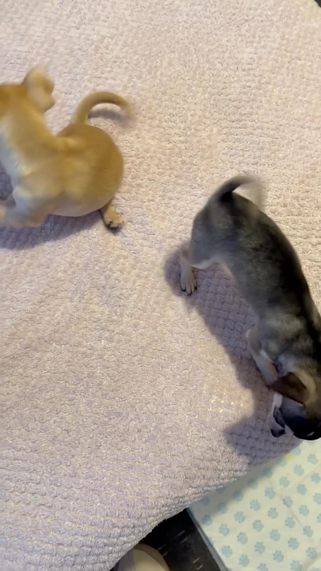 Chihuahua dogs for sale: Stunning and lovely chihuahua puppies for sale - Video 1