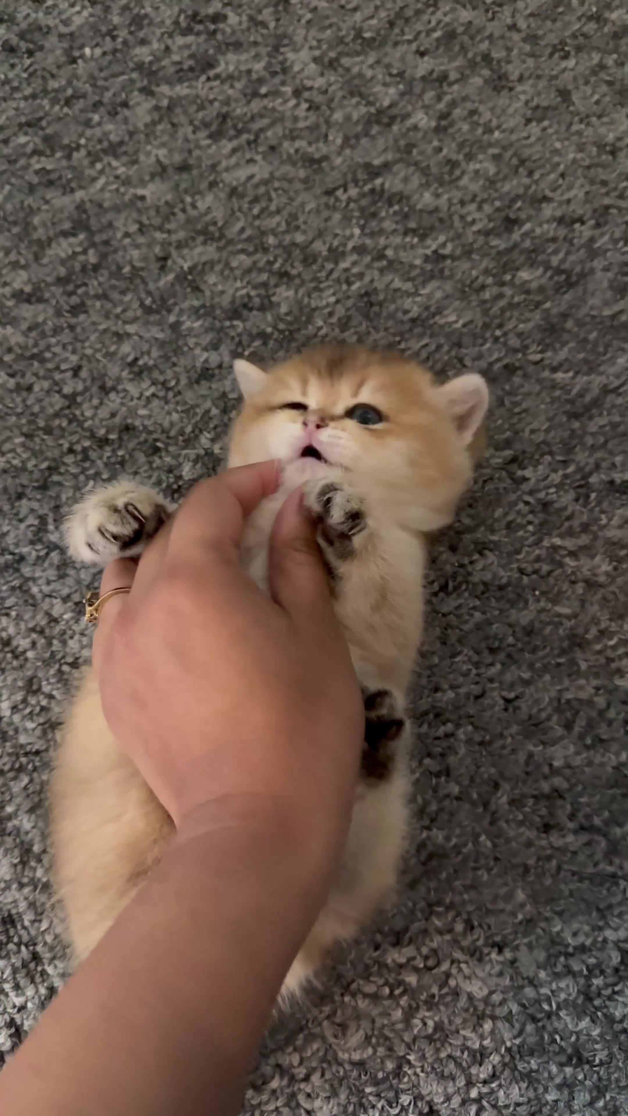 British Shorthair cats for sale: BSH - golden and silverline in Birmingham - Video 1