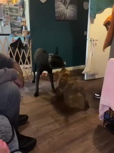 Mixed Breed dogs for adoption: Do perfect dogs exist? YES, they do:💙LOKI💙 - Video 3