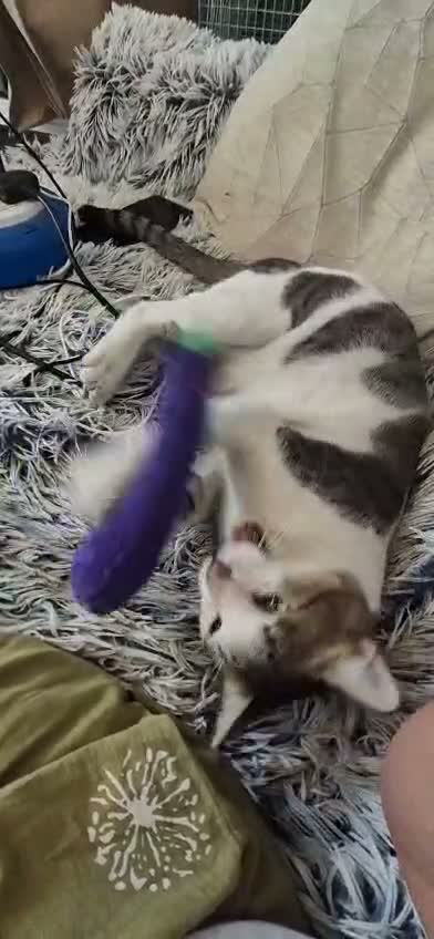 Mixed Breed cats for sale: Harvey - Video 1