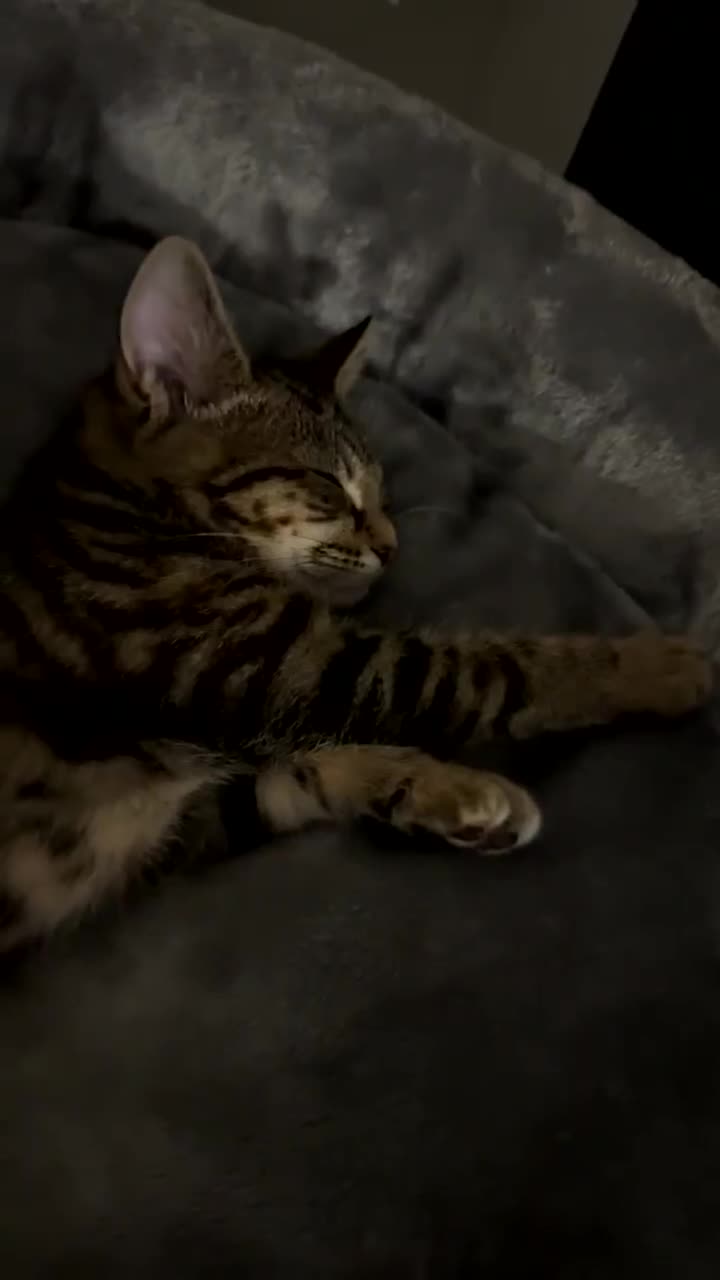 Domestic Shorthair cats for sale: 🐾Two Gorgeous Female Kittens🐾 - Video 1