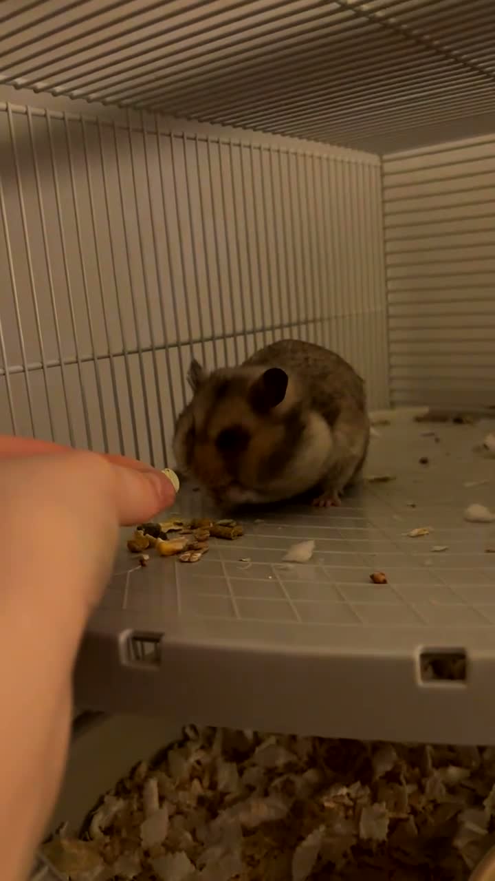 Hamster rodents for sale: Syrian Hamster - Cody - Video 3