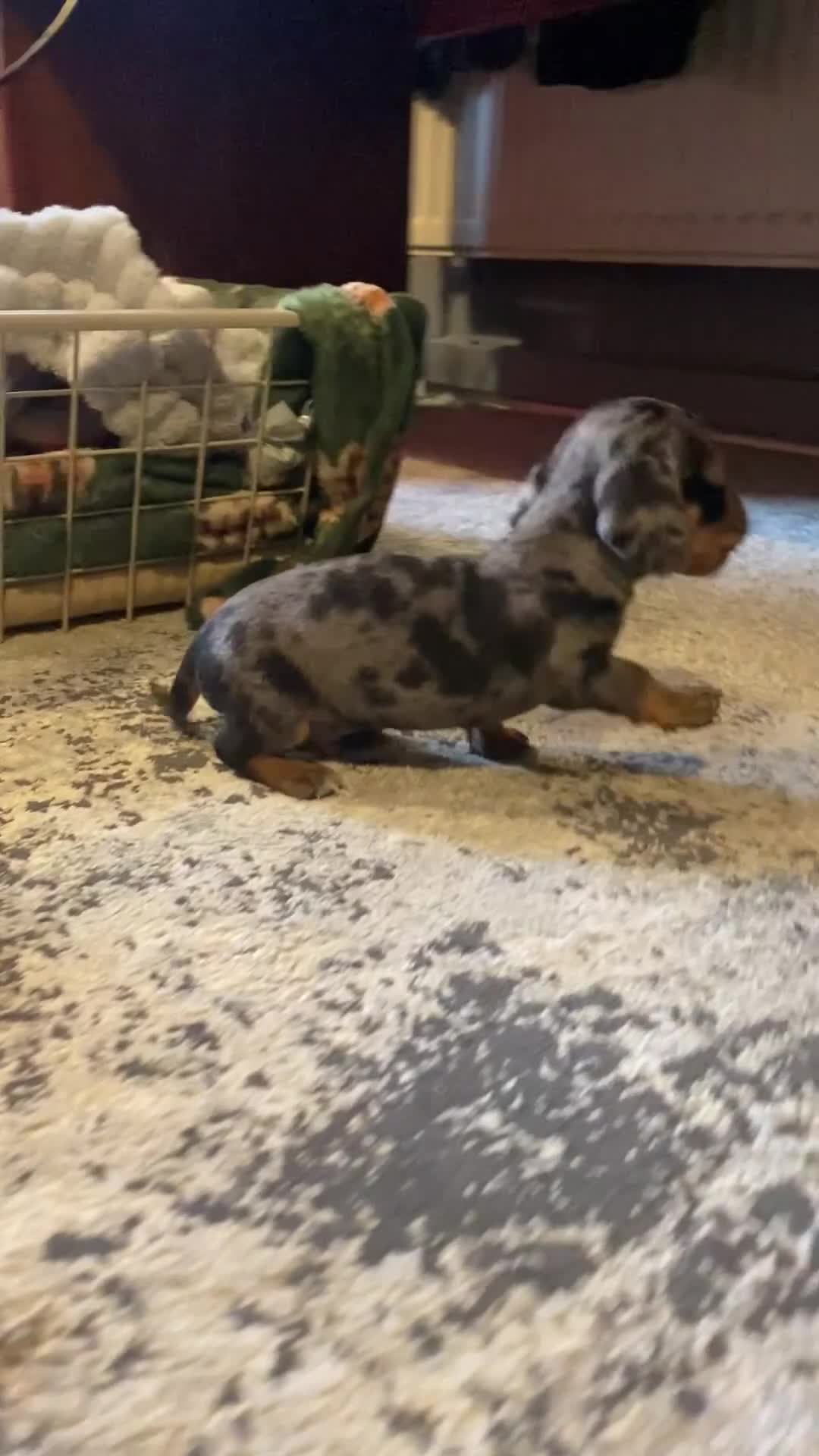 Dachshund dogs for sale: 4 Dachshund puppies for sale  - Video 1