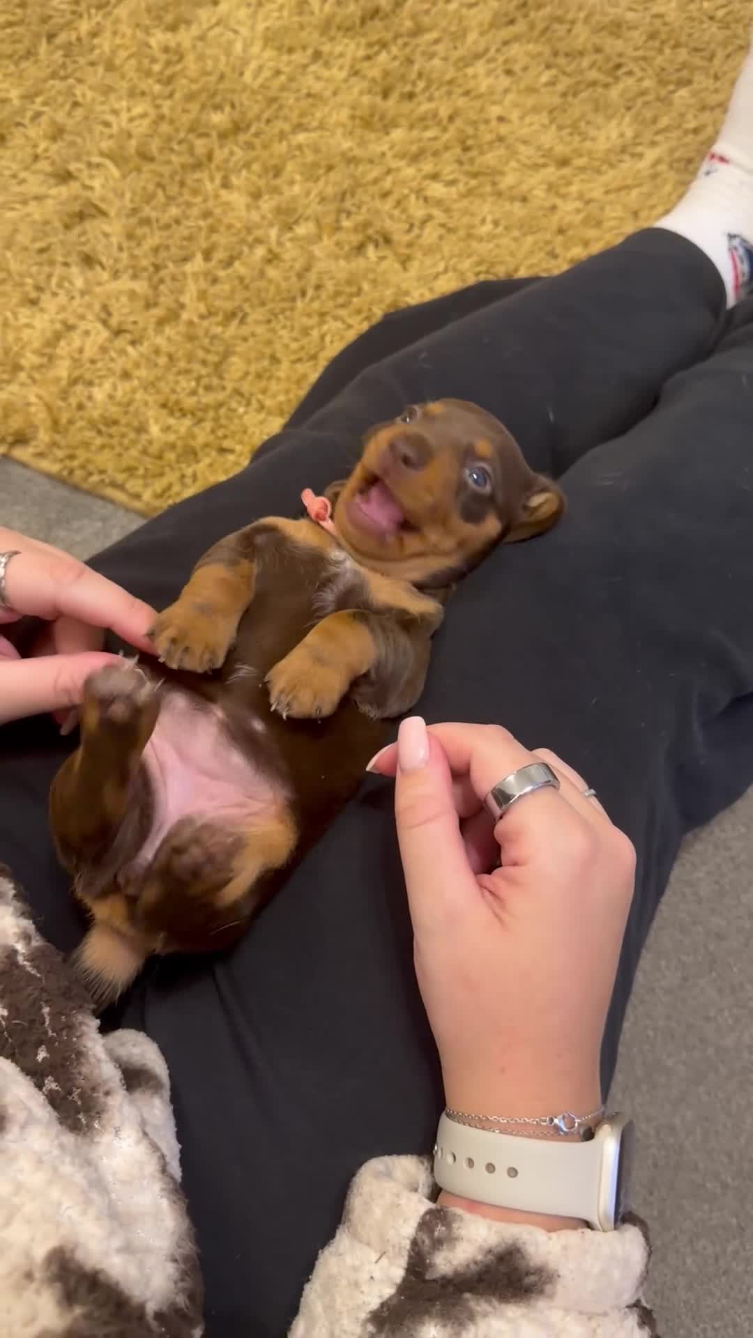 Miniature Dachshund dogs for sale: KC Miniature Dachshund puppies for sale  in Colchester - Video 2