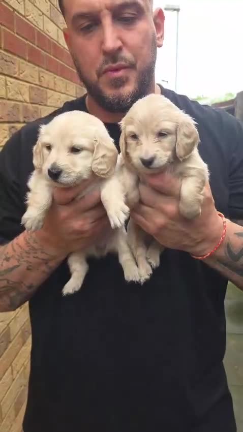 Miniature Dachshund dogs for sale: Beautiful Fluffy Dachshund Puppies – KC Registered - Video 2