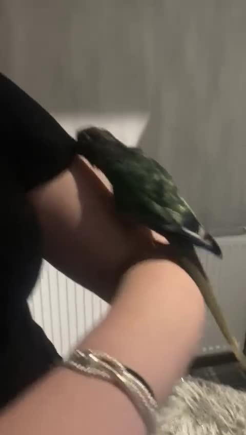 Conures birds for sale: Conure  - Video 1