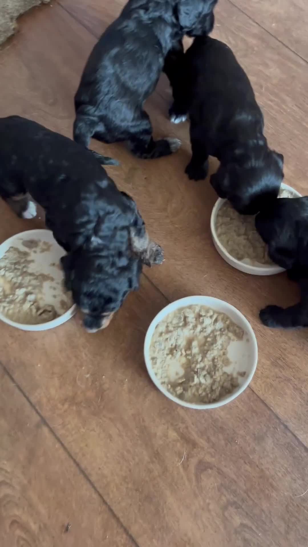 Mixed Breed dogs for sale: 5 mixed breed puppies  - Video 2