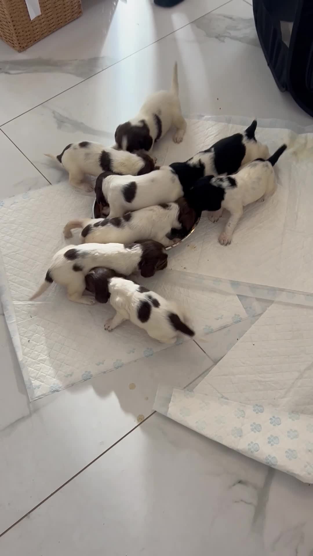 English Springer Spaniel dogs for sale: KC registered Springer spaniels puppies  - Video 1