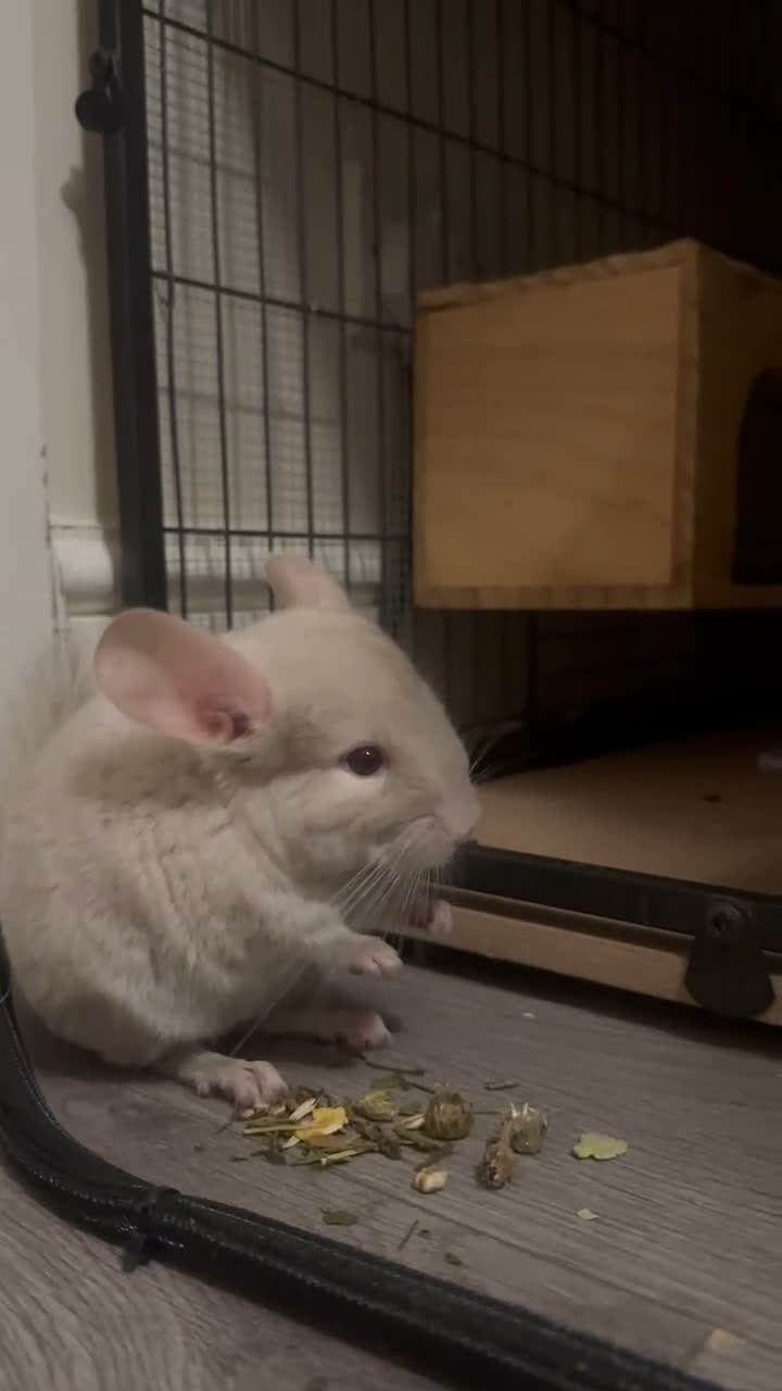 Chinchilla rodents for sale: Champagne Beige Baby Chinchilla (Male) - Video 2