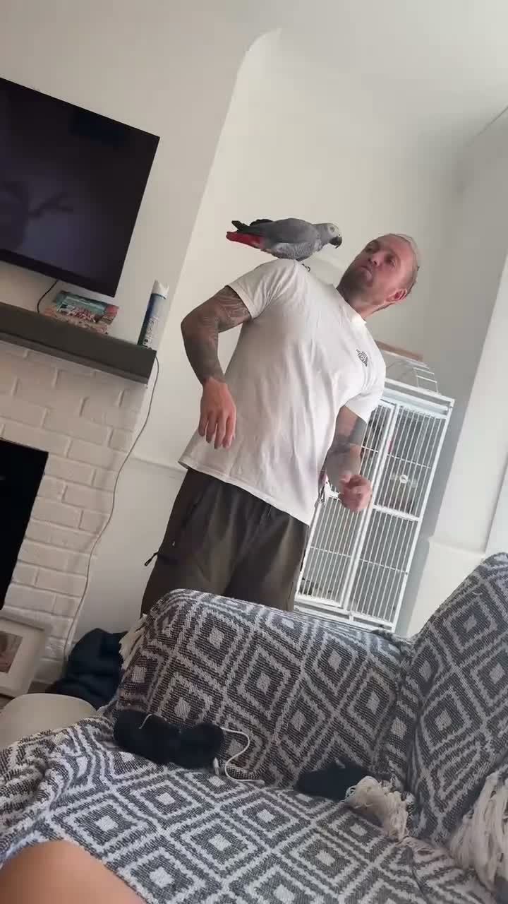 Parrots birds for sale: African Grey aka “Ollie”  in Dover - Video 2