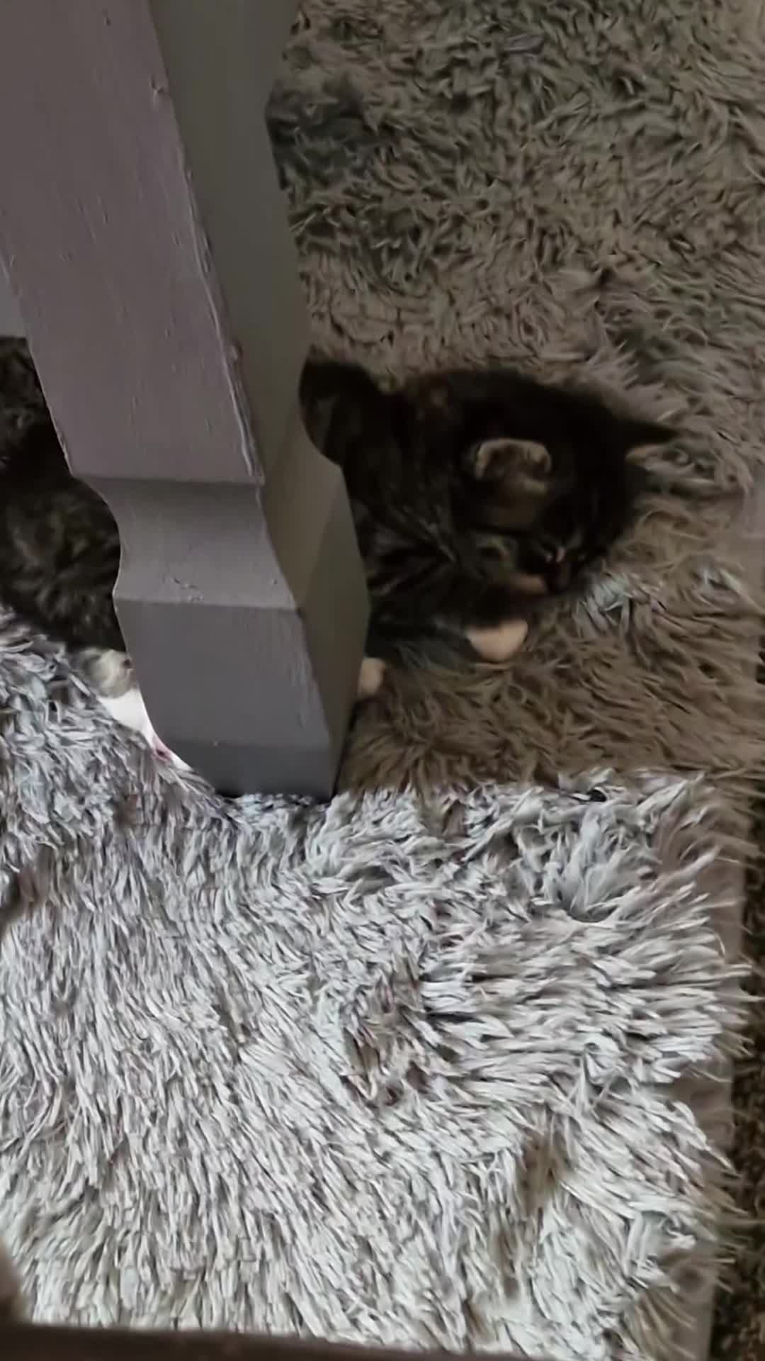 Maine Coon cats for sale: 3 main coon mix kittens - Video 2