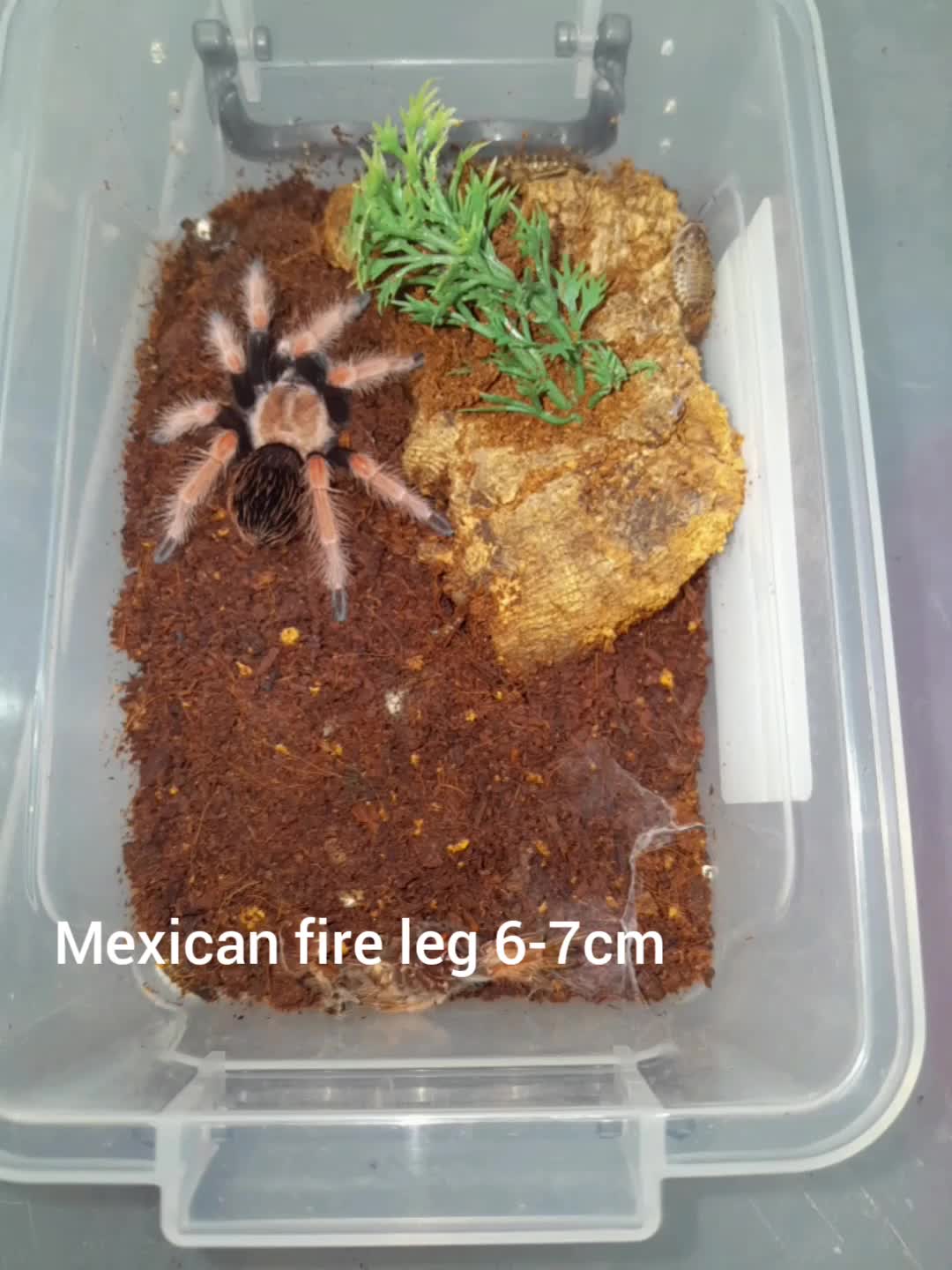 Spiders invertebrates for sale: Tarantulas for sale - Video 1