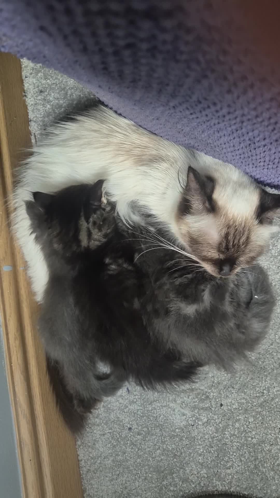 Mixed Breed cats for sale: Ragcoons in Newton-le-Willows - Video 1