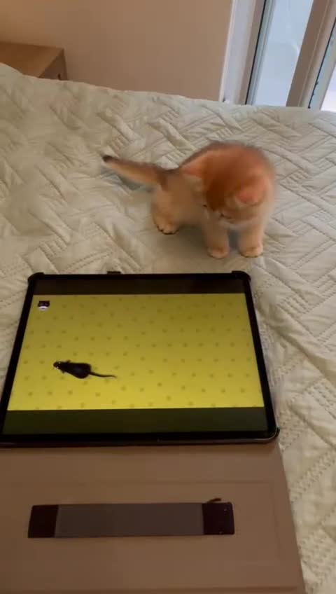 British Shorthair cats for sale:  Golden British Shorthair kittens  in London - Video 3