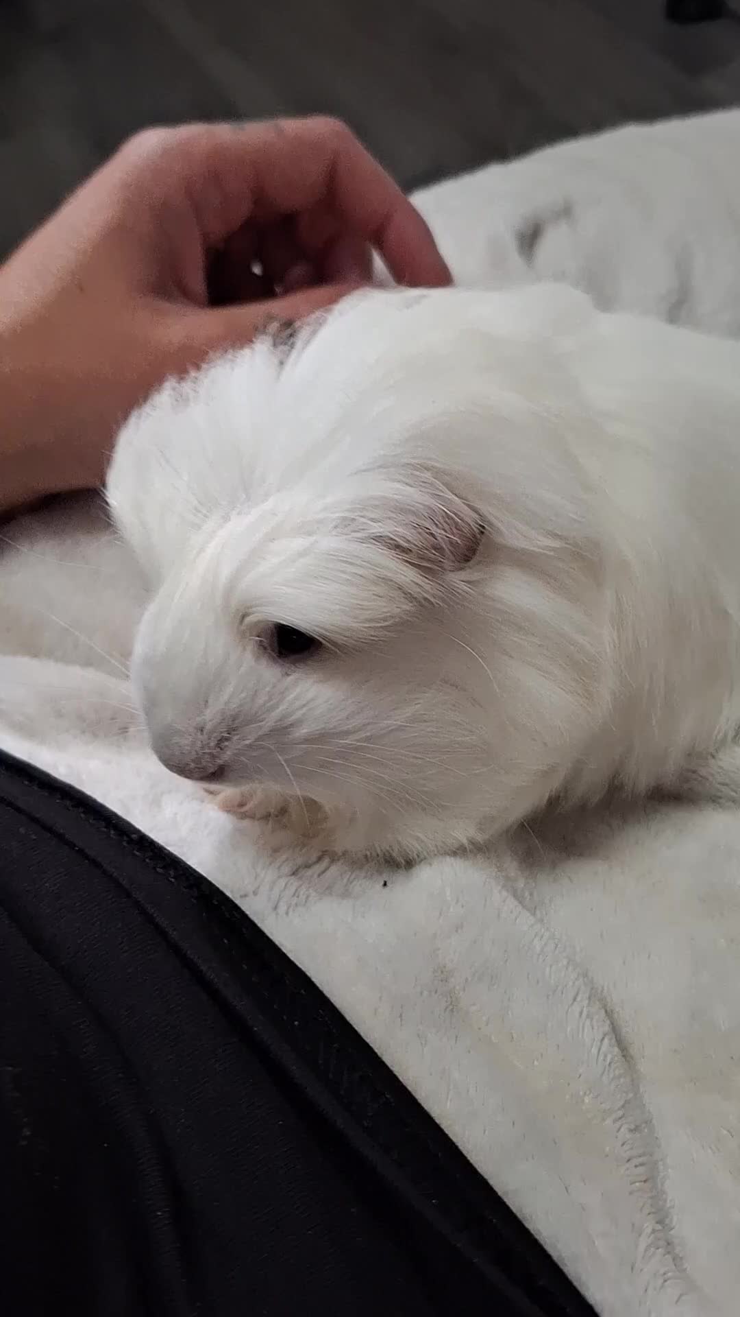 Guinea Pig rodents for sale: Ready to go! Male guinea pig baby - Video 2