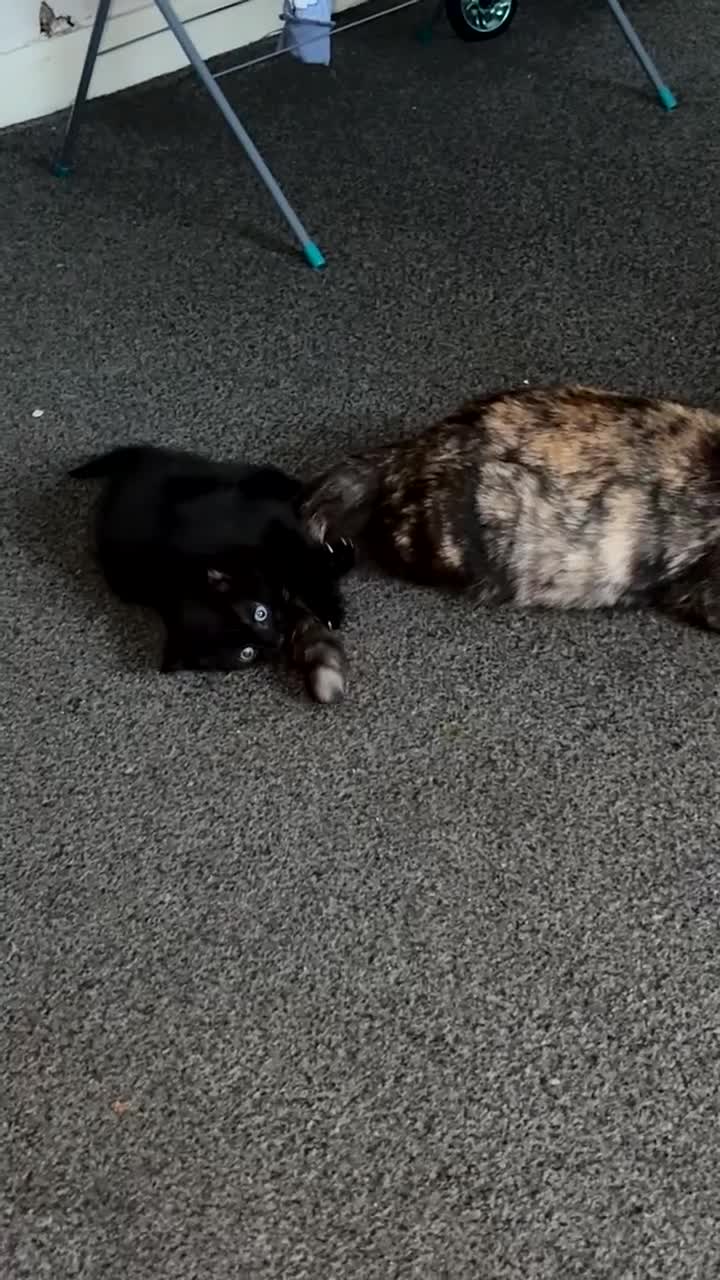 Mixed Breed cats for sale: 3 BEAUTIFUL BOYS READY TO GO 7/1 - Video 2