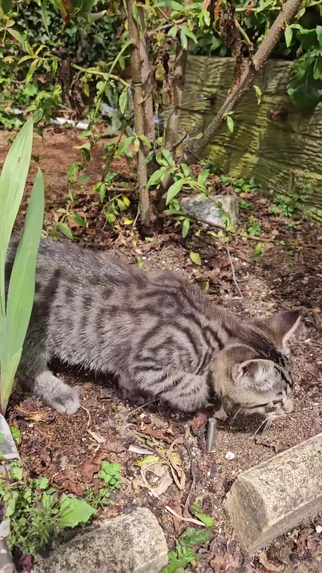 British Shorthair cats for sale: Stunning cross bread unique kitten ready for you. in Croydon - Video 1