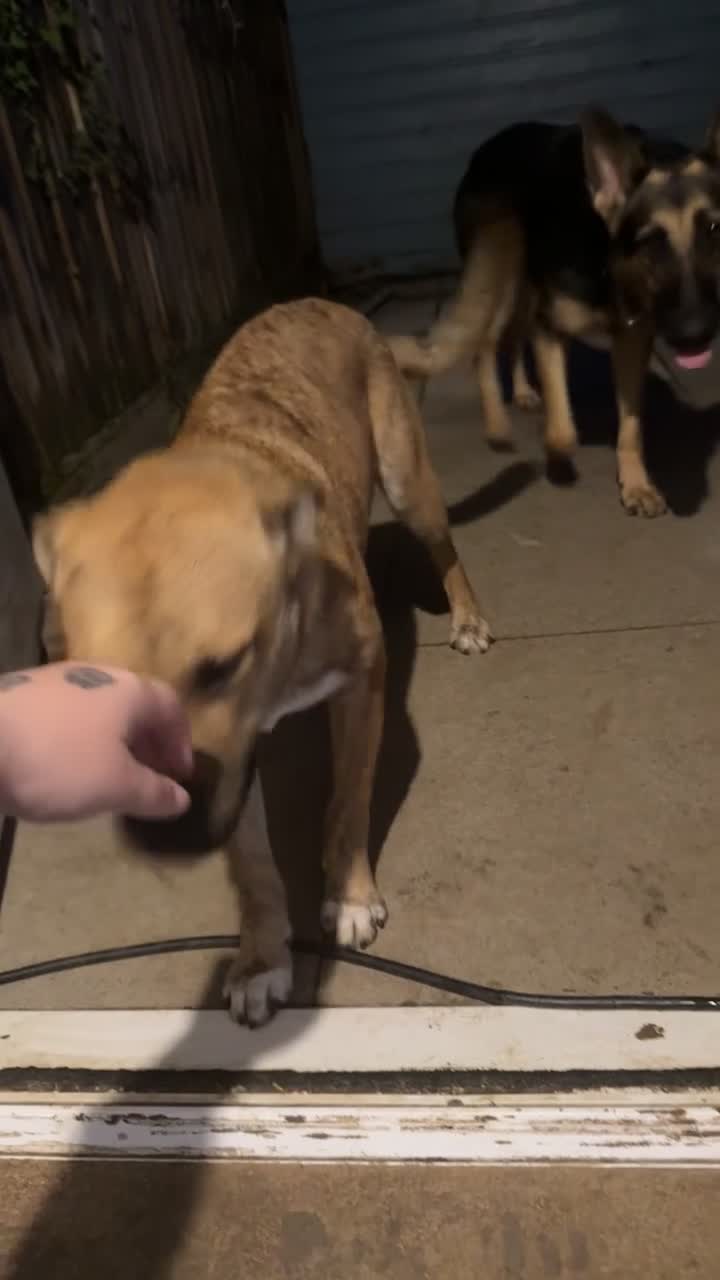 Mixed Breed dogs for sale: Staffy x husky pup - Video 1