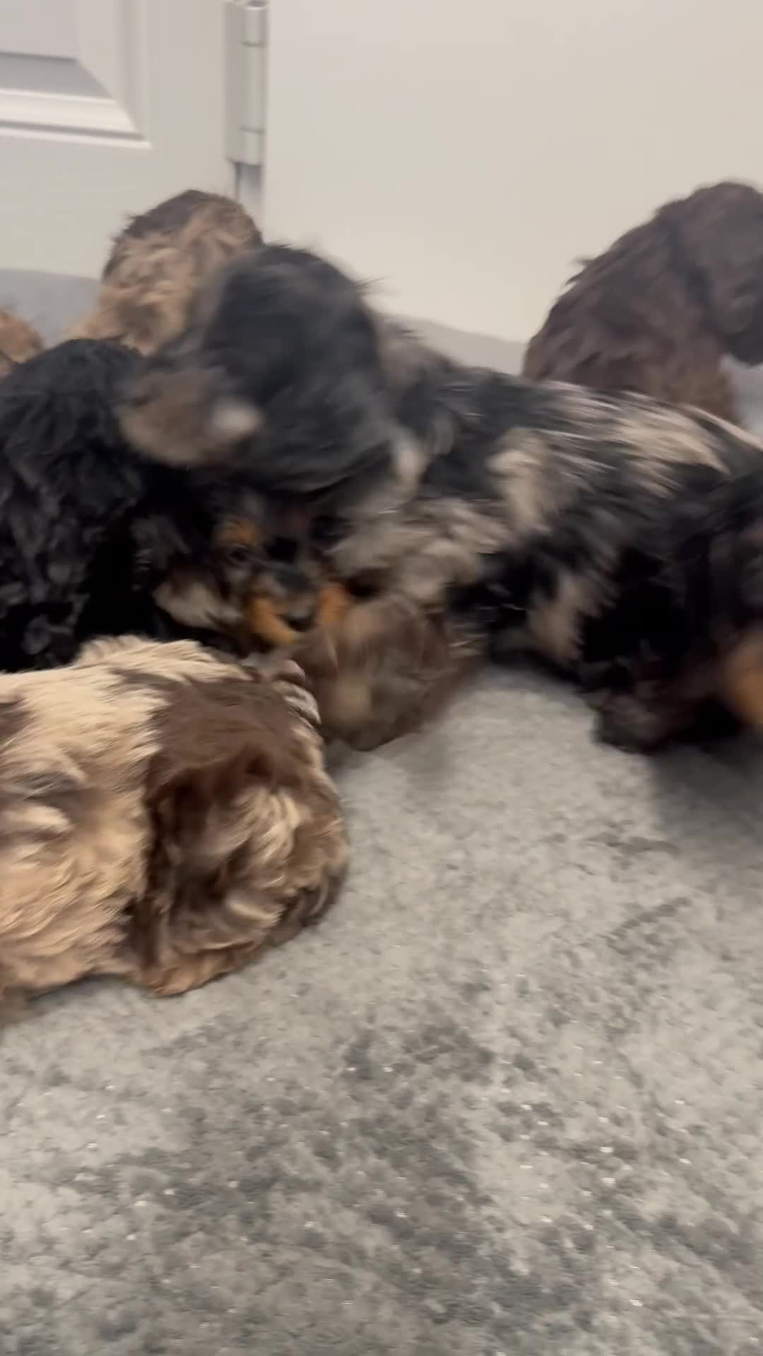Cockapoo dogs for sale: F1 miniature Cockapoos  - Video 1