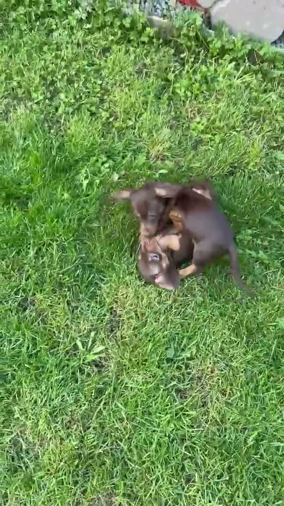 Miniature Dachshund dogs for sale: Beautiful Min Dachshund pups ⭐️READY NOW!⭐️ - Video 1