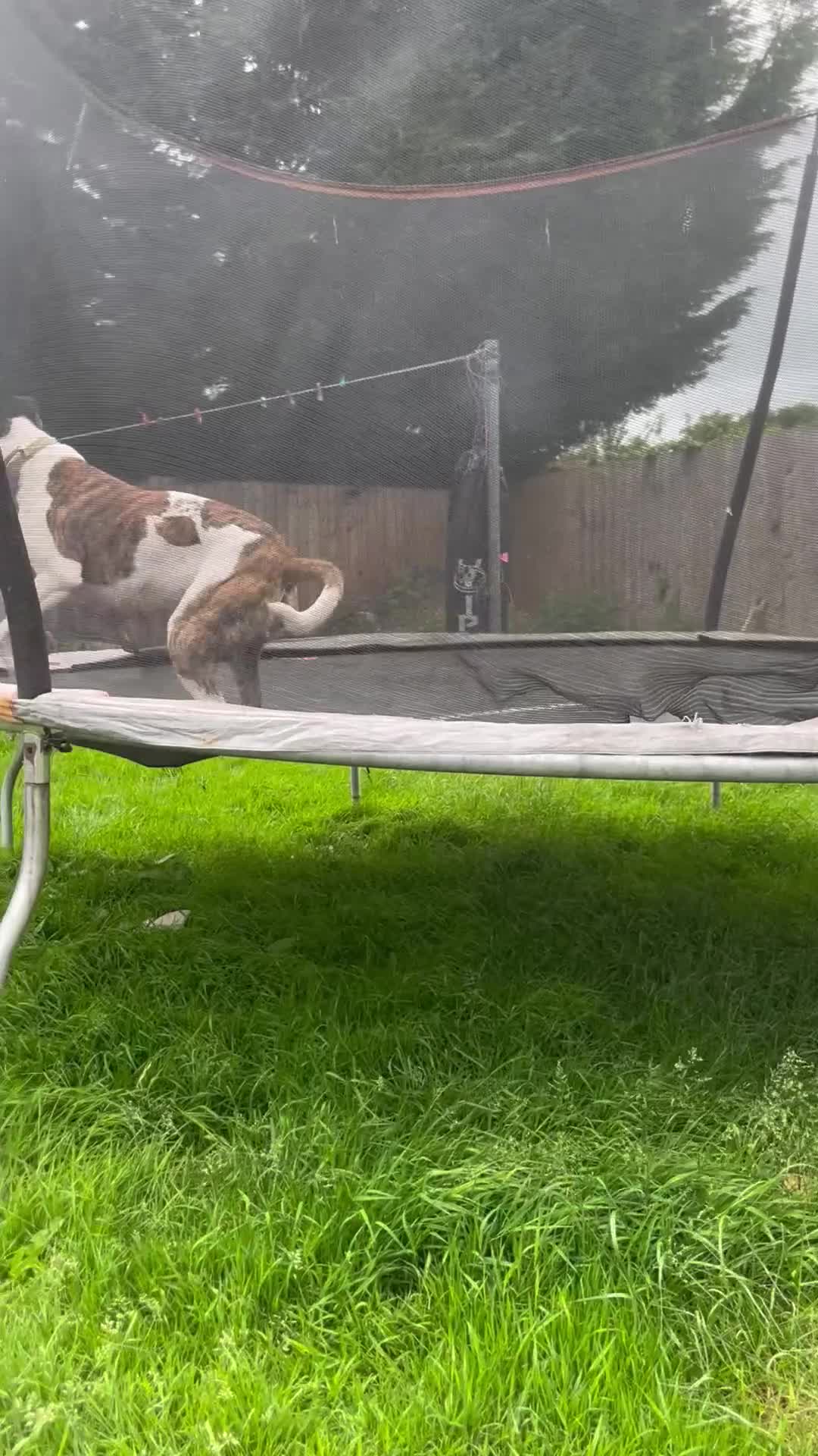 Mixed Breed dogs for sale: American bulldog x English bull terrier  - Video 1